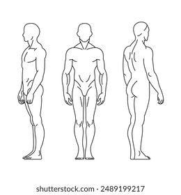 outline human body man vector design front side back view