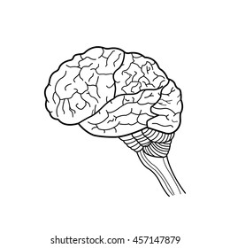 Outline of human brain, Vector illustration
