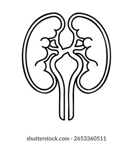 Outline human kidneys medical diagram on anatomical structure organ