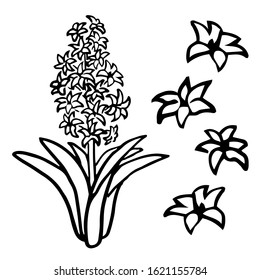 Outline hyacinth flower on white isolated backdrop. Jacinth for invitation or gift card, notebook sticker, bath tile, scrapbook. Phone case or cloth print art. Cartoon style stock vector illustration