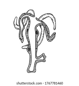 Outline hydra structure diagram, vector educated illustration, biology art
