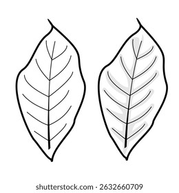 Outline icon of green tobacco
    leaves undergoing the drying process,
    showing changes in color and texture,
    used as the main ingredient for
    cigarettes. Vector isolated outline
    drawin