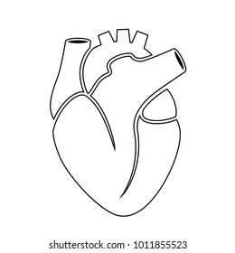 Outline Icon Of Human Heart Anatomy Vector Illustration Isolated On White Background