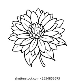 Outline illustration of an aster flower with detailed petals and leaves