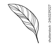 Outline illustration with banana leaf
