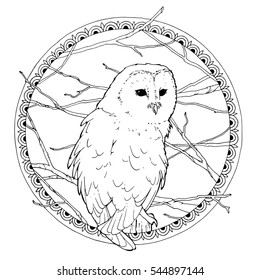 outline illustration of the barn owl