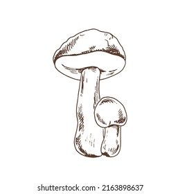 Outline Illustration of boletus mushrooms. Vector sketch icon. Vintage drawing.  Eco food vintage vector illustration. Sketch illustration for print, web, mobile and infographics.