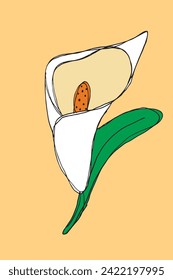 Outline illustration of a calla Flower. Hand drawn image of a lilly Flower.