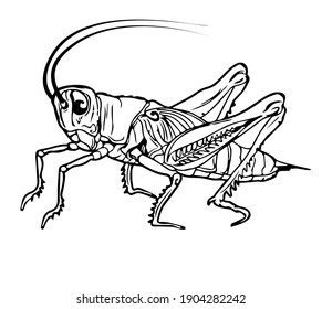 Esbozo de ilustración de un cricket, saltamontes. Imagen detallada y sólida de un críquet aislado en fondo blanco.