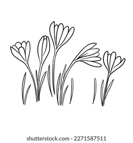 Outline illustration of crocus, first spring flowers