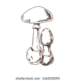 Outline Illustration Of Death Cap
Mushrooms. Vector Sketch Icon. Vintage Drawing.  Eco Food Vintage Vector Illustration. Sketch Illustration For Print, Web, Mobile And Infographics.