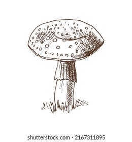 Outline Illustration of fly-agaric
mushroom. Vintage drawing.  Eco  vintage vector illustration. Sketch illustration for print, web, mobile and infographics.