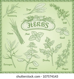 Outline illustration fresh herbs; rosemary, sage, dill, chives, mint, basil, tarragon, oregano, parsley, thyme