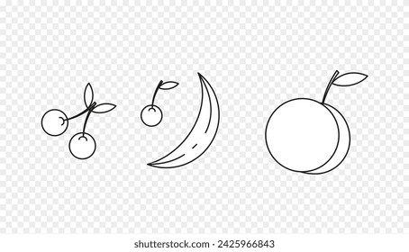 Outline illustration of fruit hand drawn