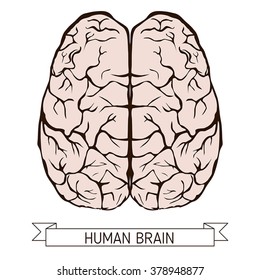 Outline illustration of human brain on white background