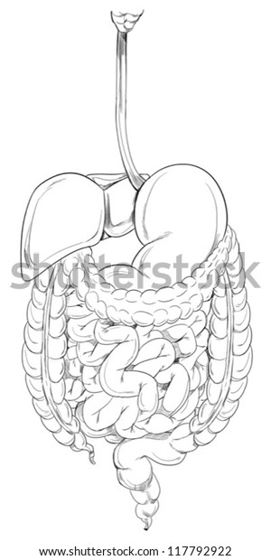 Outline Illustration Human Digestive System Stock Vector Royalty Free