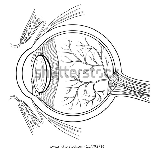 Outline\
illustration of the human eye\
anatomy