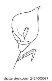 Outline illustration image of a lilly. Hand drawn artwork of a calla Flower.