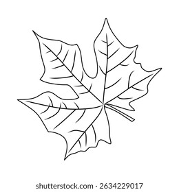 Ilustração de esboço de uma folha de bordo com veias visíveis e detalhes