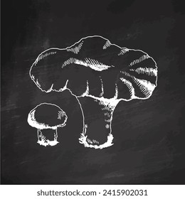 Outline Illustration of mushrooms growing in the forest. White sketch isolated on black chalkboard. Vector sketch icon. Vintage drawing.  Eco food vintage vector illustration. Sketch illustration