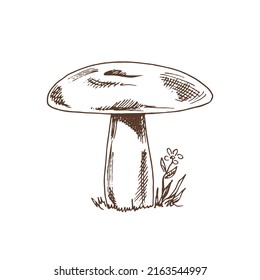 Outline Illustration of mushrooms. Vector sketch icon. Vintage drawing.  Eco food vintage vector illustration. Sketch illustration for print, web, mobile and infographics.