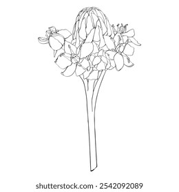 Ilustração do contorno de Ornithogalum flor com fundo branco.