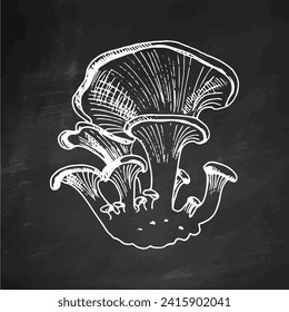 Outline Illustration of oyster 
mushrooms. White sketch isolated on black chalkboard.  Vector sketch icon. Vintage drawing.  Eco food vintage vector illustration. Sketch illustration 