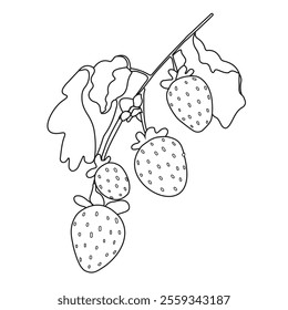 outline illustration of strawberries on a branch