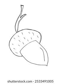 Outline illustration vector image of an acorn.
Hand drawn artwork of an acorn.
Simple cute original logo.
Hand drawn vector illustration for posters.