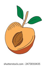 Outline illustration vector image of an apricot.
Hand drawn artwork of an apricot.
Simple cute original logo.
Hand drawn vector illustration for posters.