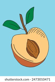 Outline illustration vector image of an apricot.
Hand drawn artwork of an apricot.
Simple cute original logo.
Hand drawn vector illustration for posters.