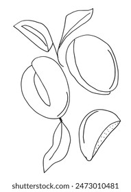 Ilustración esquemática Imagen de Vector de un albaricoque.
Dibujo a mano de un albaricoque.
Simple lindo logotipo original.
Ilustración vectorial dibujada a mano para carteles.