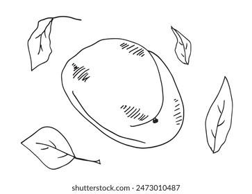 Outline illustration vector image of an apricot.
Hand drawn artwork of an apricot.
Simple cute original logo.
Hand drawn vector illustration for posters.