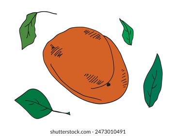 Outline illustration vector image of an apricot.
Hand drawn artwork of an apricot.
Simple cute original logo.
Hand drawn vector illustration for posters.