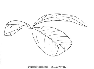 Outline illustration vector image of a basil.
Hand drawn artwork of a basil.
Simple cute original logo.
Hand drawn vector illustration for posters.
