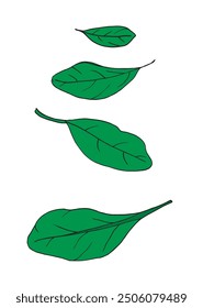 Outline illustration vector image of a basil.
Hand drawn artwork of a basil.
Simple cute original logo.
Hand drawn vector illustration for posters.