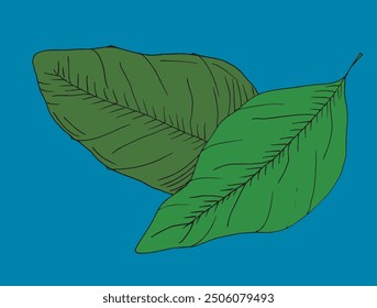 Outline illustration vector image of a basil.
Hand drawn artwork of a basil.
Simple cute original logo.
Hand drawn vector illustration for posters.