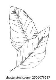 Outline illustration vector image of a basil.
Hand drawn artwork of a basil.
Simple cute original logo.
Hand drawn vector illustration for posters.
