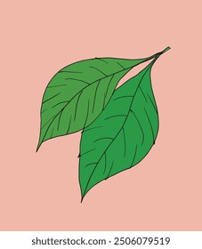 Outline illustration vector image of a basil.
Hand drawn artwork of a basil.
Simple cute original logo.
Hand drawn vector illustration for posters.