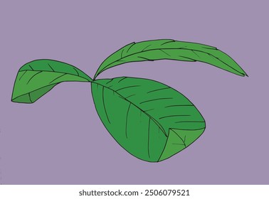 Outline illustration vector image of a basil.
Hand drawn artwork of a basil.
Simple cute original logo.
Hand drawn vector illustration for posters.