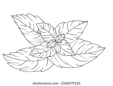 Outline illustration vector image of a basil.
Hand drawn artwork of a basil.
Simple cute original logo.
Hand drawn vector illustration for posters.
