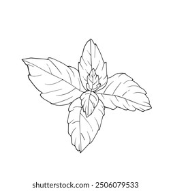 Outline illustration vector image of a basil.
Hand drawn artwork of a basil.
Simple cute original logo.
Hand drawn vector illustration for posters.