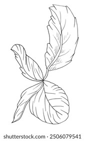 Outline illustration vector image of a basil.
Hand drawn artwork of a basil.
Simple cute original logo.
Hand drawn vector illustration for posters.