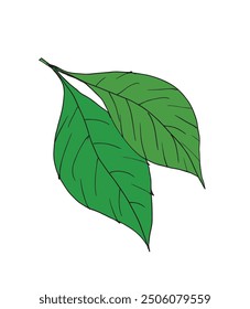 Outline illustration vector image of a basil.
Hand drawn artwork of a basil.
Simple cute original logo.
Hand drawn vector illustration for posters.