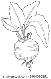 Outline illustration vector image of a beet root.
Hand drawn artwork of a beets.
Simple cute original logo.
Hand drawn vector illustration for posters