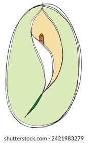Outline illustration vector image of a calla flower.
Hand drawn artwork of a calla flowers.
Simple cute original logo.
Hand drawn vector illustration for posters.
