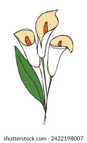 Outline illustration vector image of a calla flower.
Hand drawn artwork of a calla flowers.
Simple cute original logo.
Hand drawn vector illustration for posters.