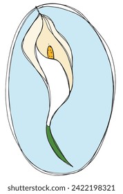 Outline illustration vector image of a calla flower.
Hand drawn artwork of a calla flowers.
Simple cute original logo.
Hand drawn vector illustration for posters.