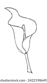 Outline illustration vector image of a calla flower.
Hand drawn artwork of a calla flowers.
Simple cute original logo.
Hand drawn vector illustration for posters.