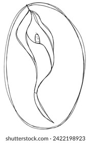 Outline illustration vector image of a calla flower.
Hand drawn artwork of a calla flowers.
Simple cute original logo.
Hand drawn vector illustration for posters.